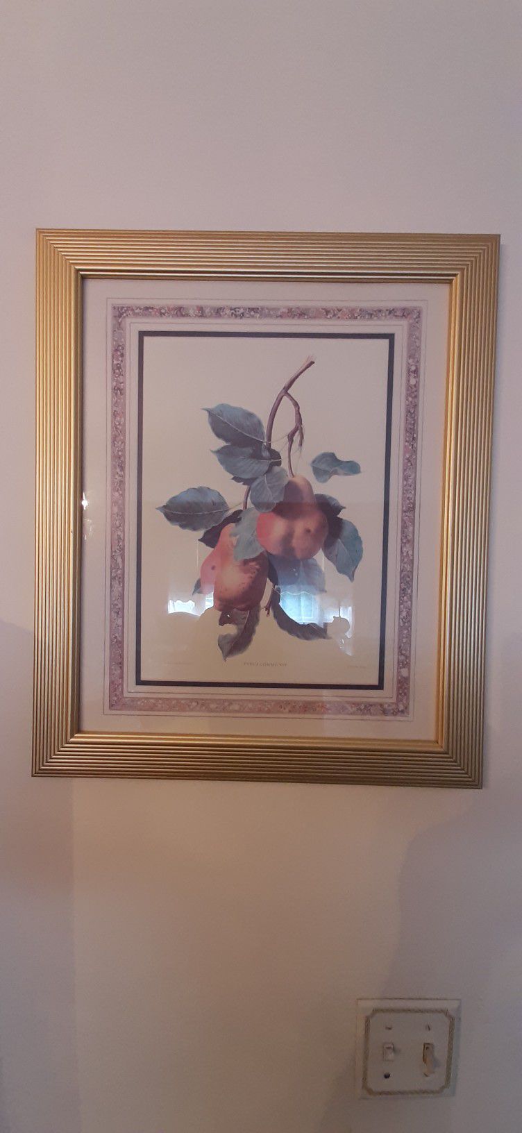 Pears behind glass with a  gold frame. 