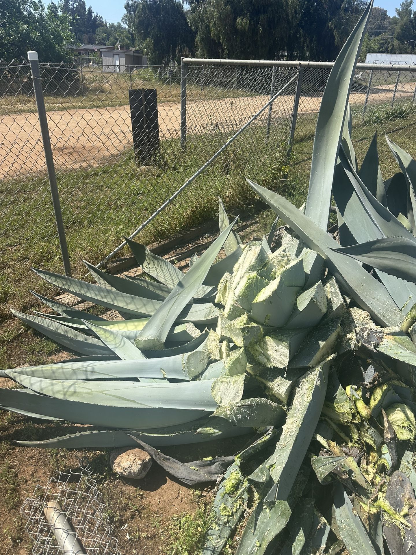 Huge Agave Americana Cores (Bulk) – Landscaping / Compost / Decor – Freshly Cut