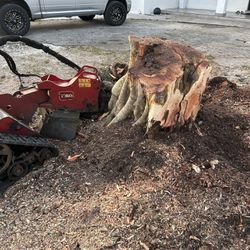 Free Tree Palm Stump Debris Podocarpous Clusia 