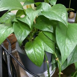 Green Pothos Plant