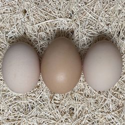 Chicken Eggs