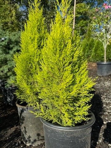 Plants