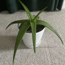 Aloe Vera Plant with Pot