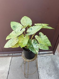 Big Alocasia Odora variegated in 9” pot w/2 plants