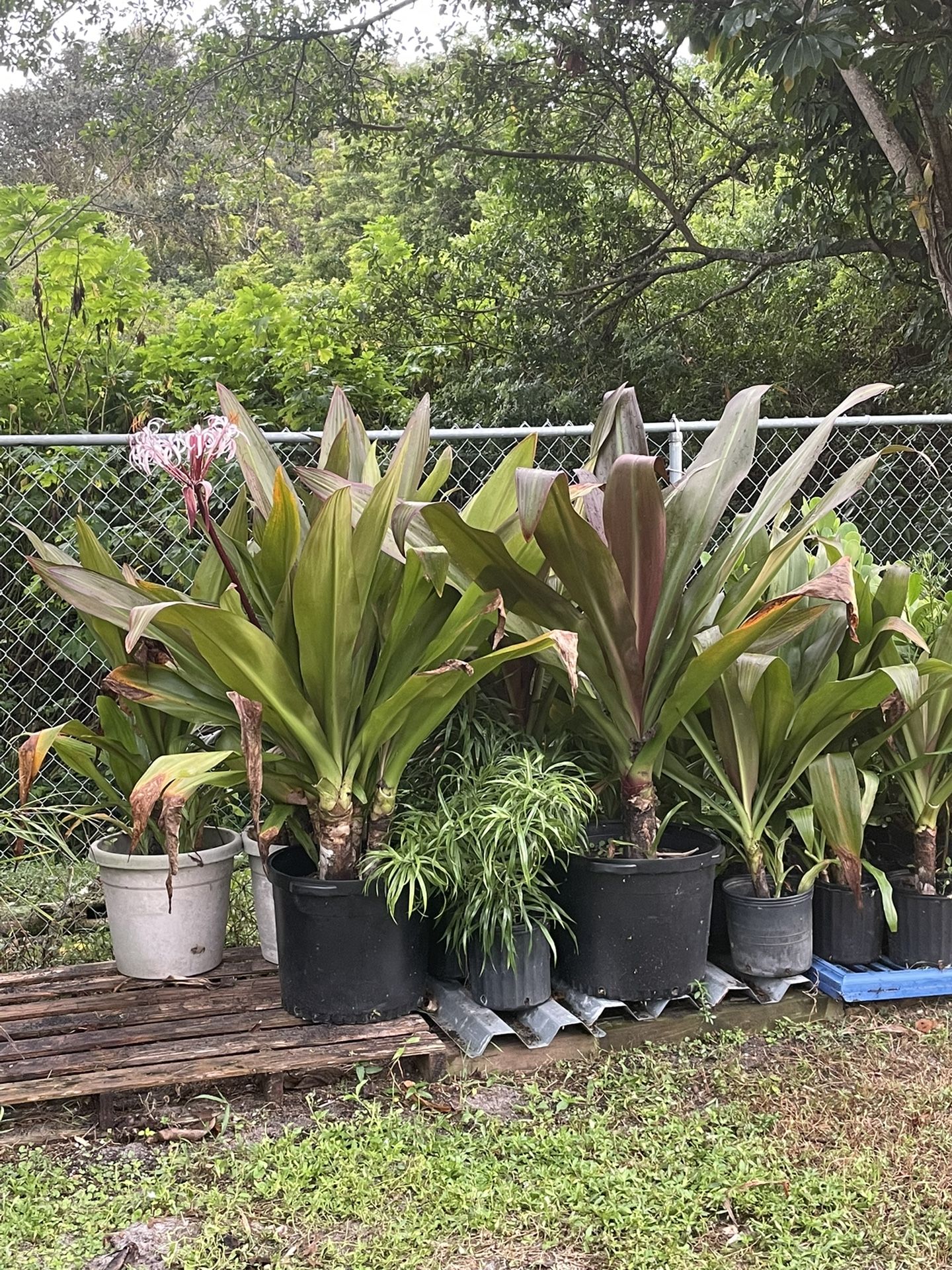 Crinum Lily (Queen Emma) Plant