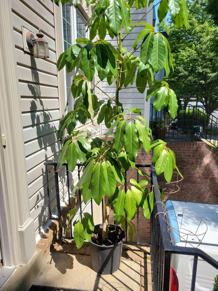 Shefflera Tree