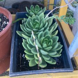 Cute Succulent Plant