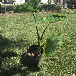 Elephant Ear Plant 
