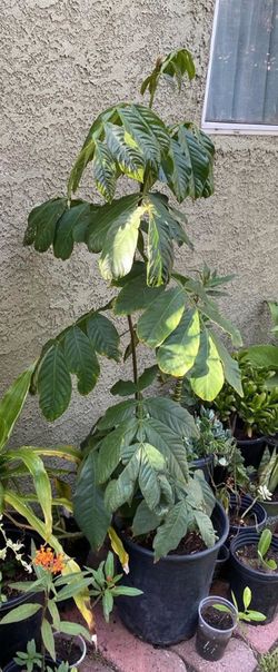 Ice Cream Bean Plant