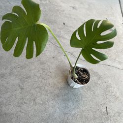 Monstera Plant