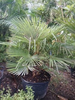 Windmill palm trees $400🌴