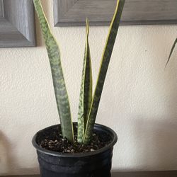 HERMOSAS PLANTAS NATURALES “SNAKE PLANT OR LENGUA DE SUEGRA PLANT 