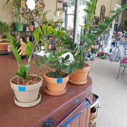 ZZ PLANTS $10.00 AND $15. each