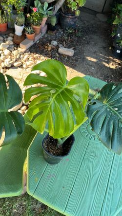 Monstera. 1 gallon