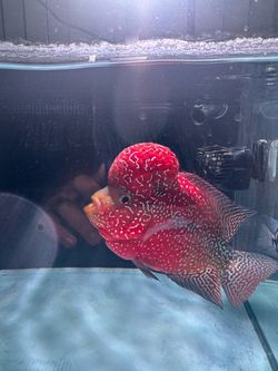 Shallow Tank