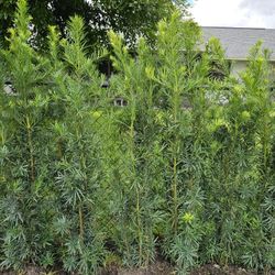 podocarpus 6 feet tall Instant Privacy Hedge For Fence 
