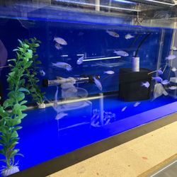 Fish tank decor