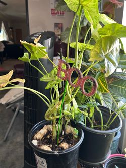 Beautiful syngonium