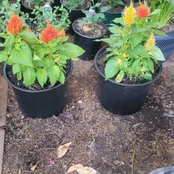 Plumed Cockscomb Celosia Plant 