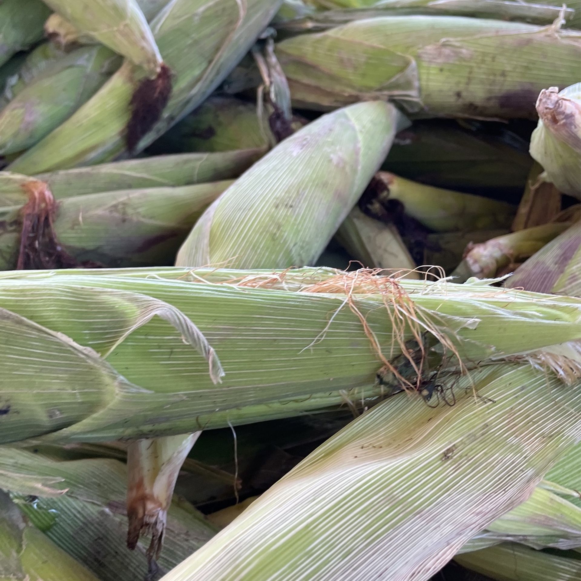 Elotes Frescos