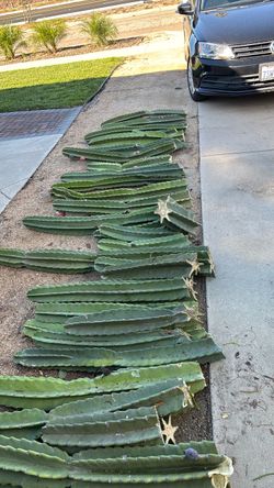 Peruvian Apple Cactus cuts