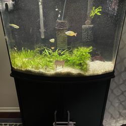 36 Gallon Bow Front Aquarium With Stand Whole Setup