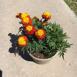 Beautiful Potted Marigold Plant