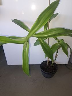 Basket Plant