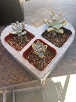 Galvanized heart with real succulents 6.5 inches wide