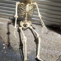 Life-size Posable Skeleton 