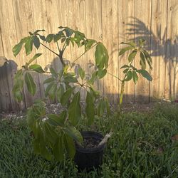 Large Healthy Umbrella Tree