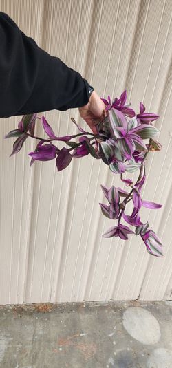 Tradescantia house plant