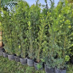 Podocarpus Over 6+ Feet Tall Full Green  Fertilized  Ready For Planting Instant Privacy Hedge  Same Day Transportation 