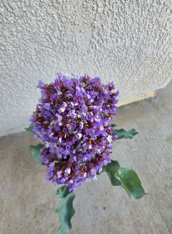 🪻 Sea Lavender (Limonium)💜🌿