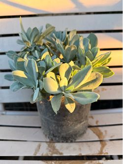Planta