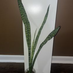Sansevieria Snake Plant (read Description Below)