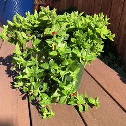 Baby Sun Rose Plant
