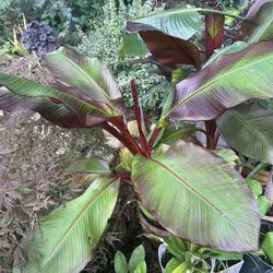 Red Banana Plant In Terracota Pot