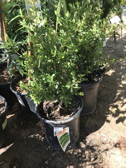 Boxwood