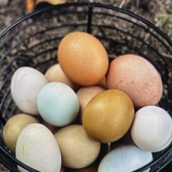 Farm Fresh Eggs