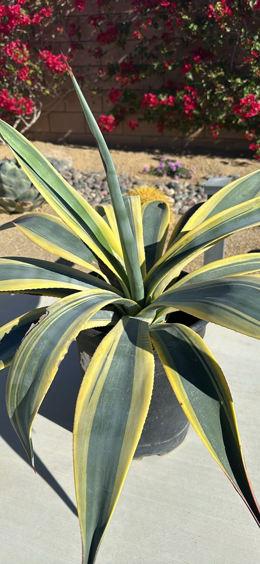 Agave Weberi Variegated “Arizona Star” In 5-Gallon Pot