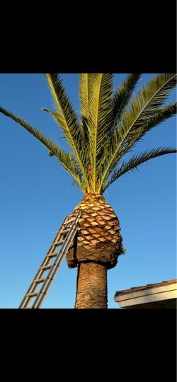 Trees