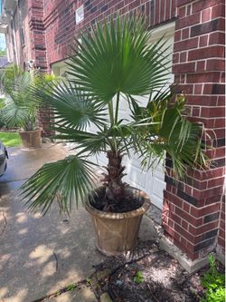 Healthy Mexican Fan Palm in Large Cement Pot