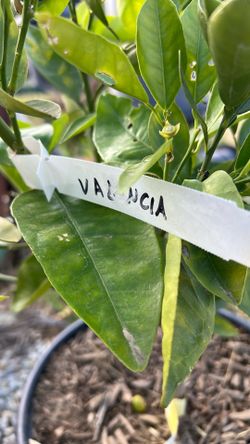 5 gallon Valencia orange full of fruit ready to blow up when you put it in the ground