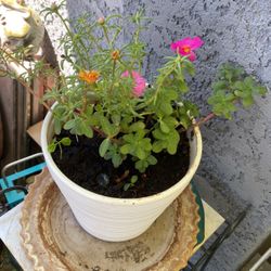 Great Plant For Outside 