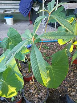 Tropical Japanese Chinese Plum BIG JIM Golden Loquat Fruit Tree Starter Plants o Mispero