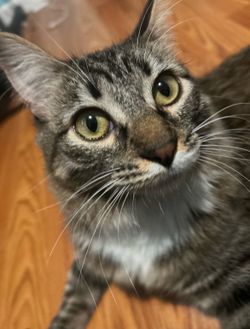Moving back to Chicago can’t take her with me , she’s just a baby and needs a home