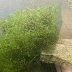 Java Moss - live Aquarium Plant 