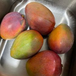 Extra Large Mangoes