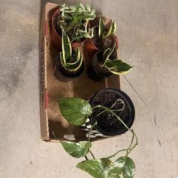 Assorted Variegated Plants 🌱